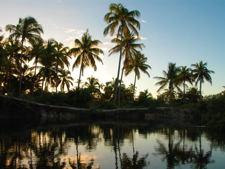 Palm trees in the distance with a lake in the front of them