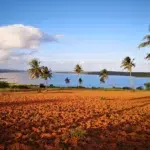 Palm trees and a lake in the distance in Mozambique
