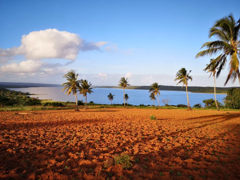 Palm trees and a lake in the distance in Mozambique