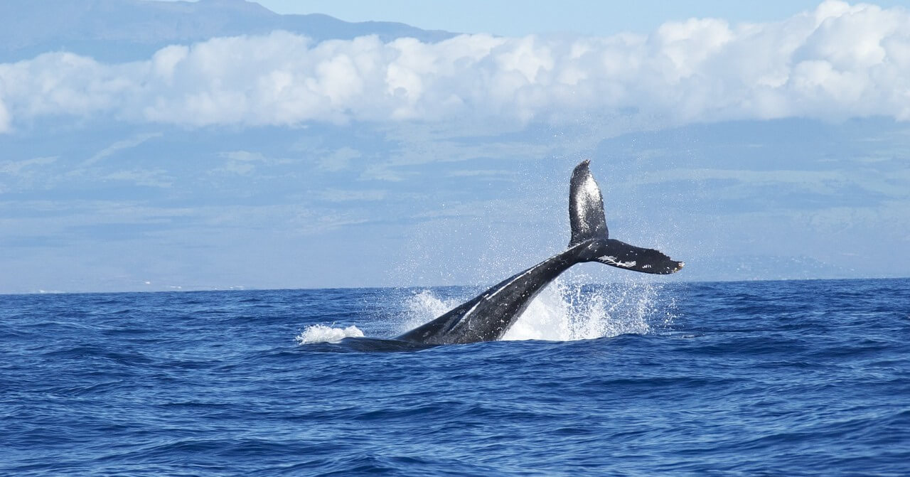 whale watching mozambique