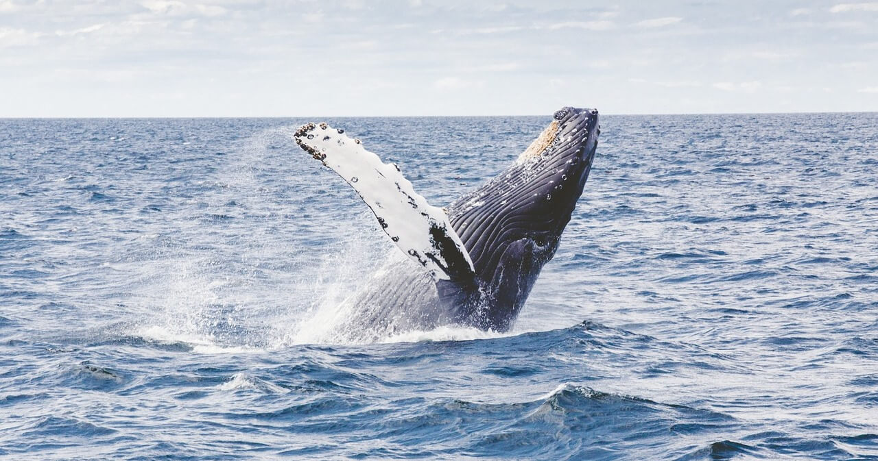 humpack whale breaching out the water