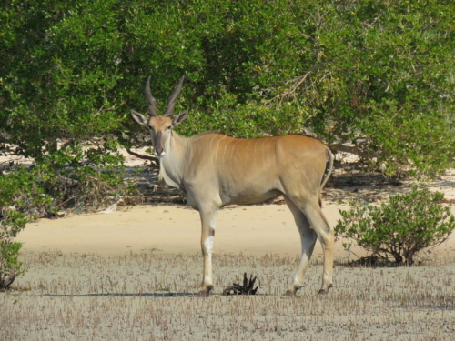 Kudu standing on the beach with bush behind it