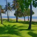 the park with palm trees overlooking the ocean in mozambique