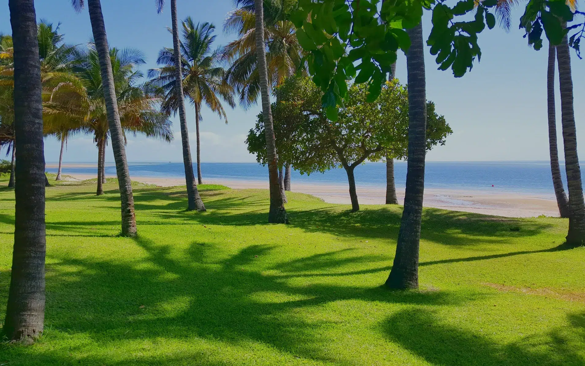 the park with palm trees overlooking the ocean in mozambique