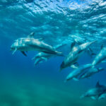 Dive with the dolphins at White Pearl Resort