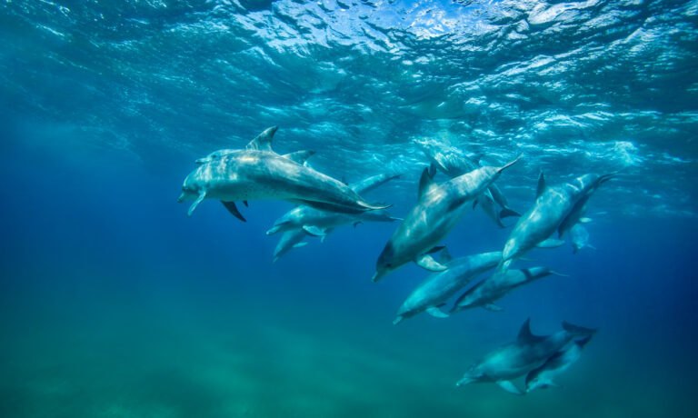 Dive with the dolphins at White Pearl Resort
