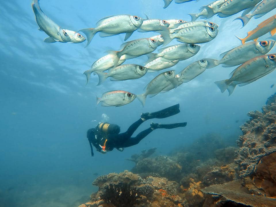 a man diving with a shole of fish
