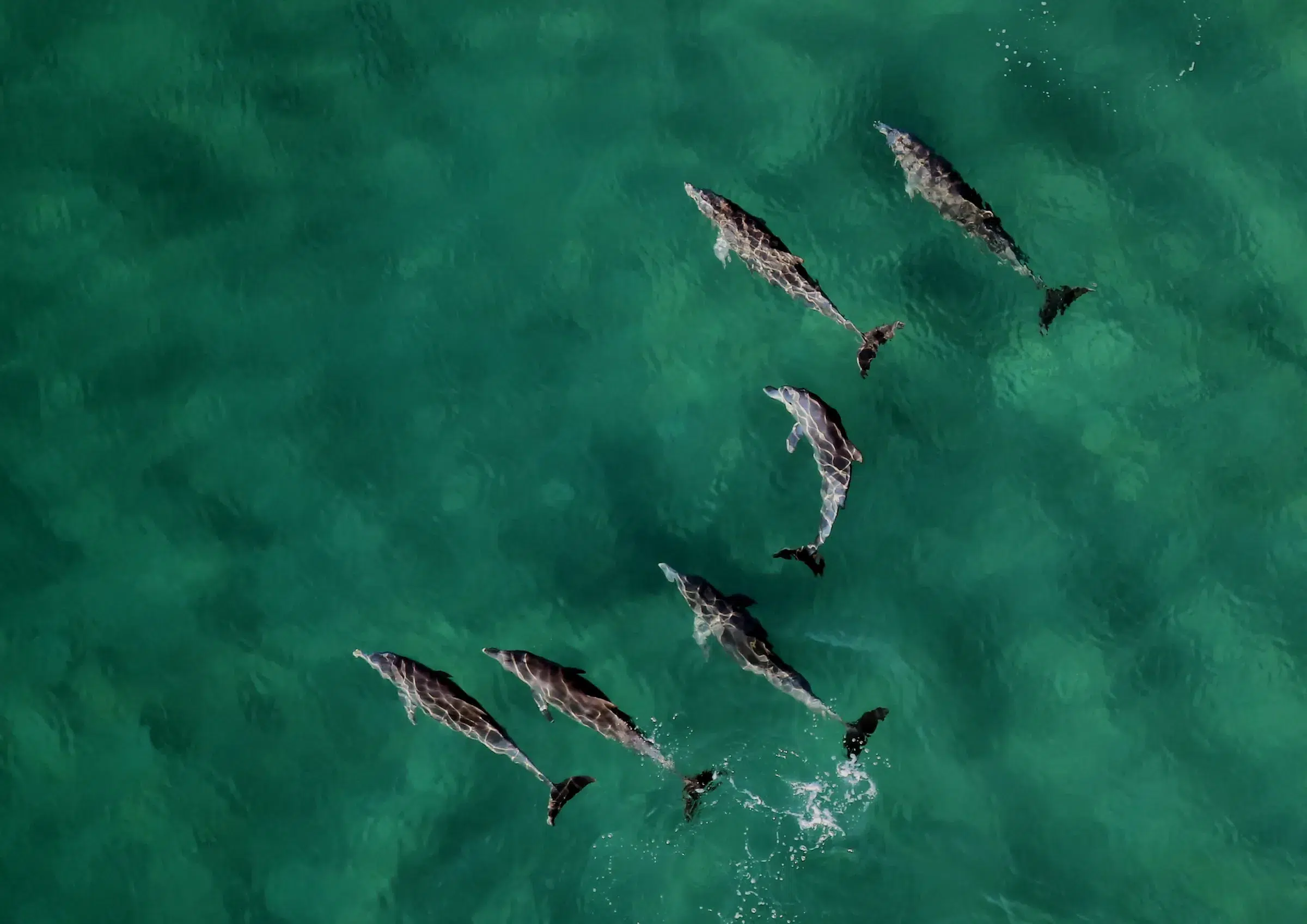 a pod of dolphins in mozambique