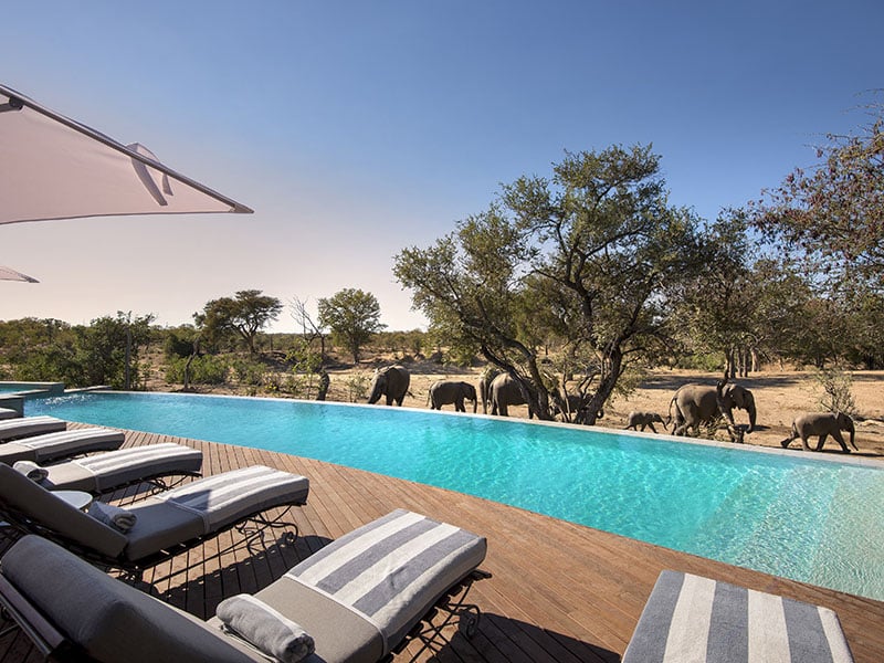 outside pool and sunbeds on the deck with elephants in front