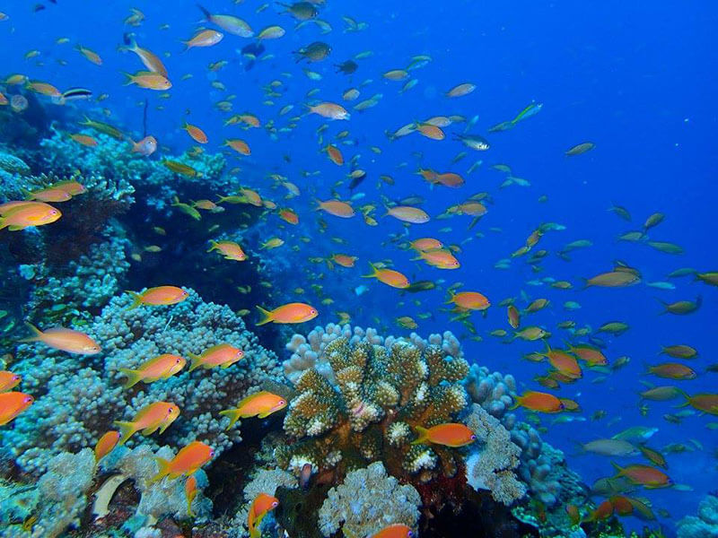 Situ Island Resort reef with fish