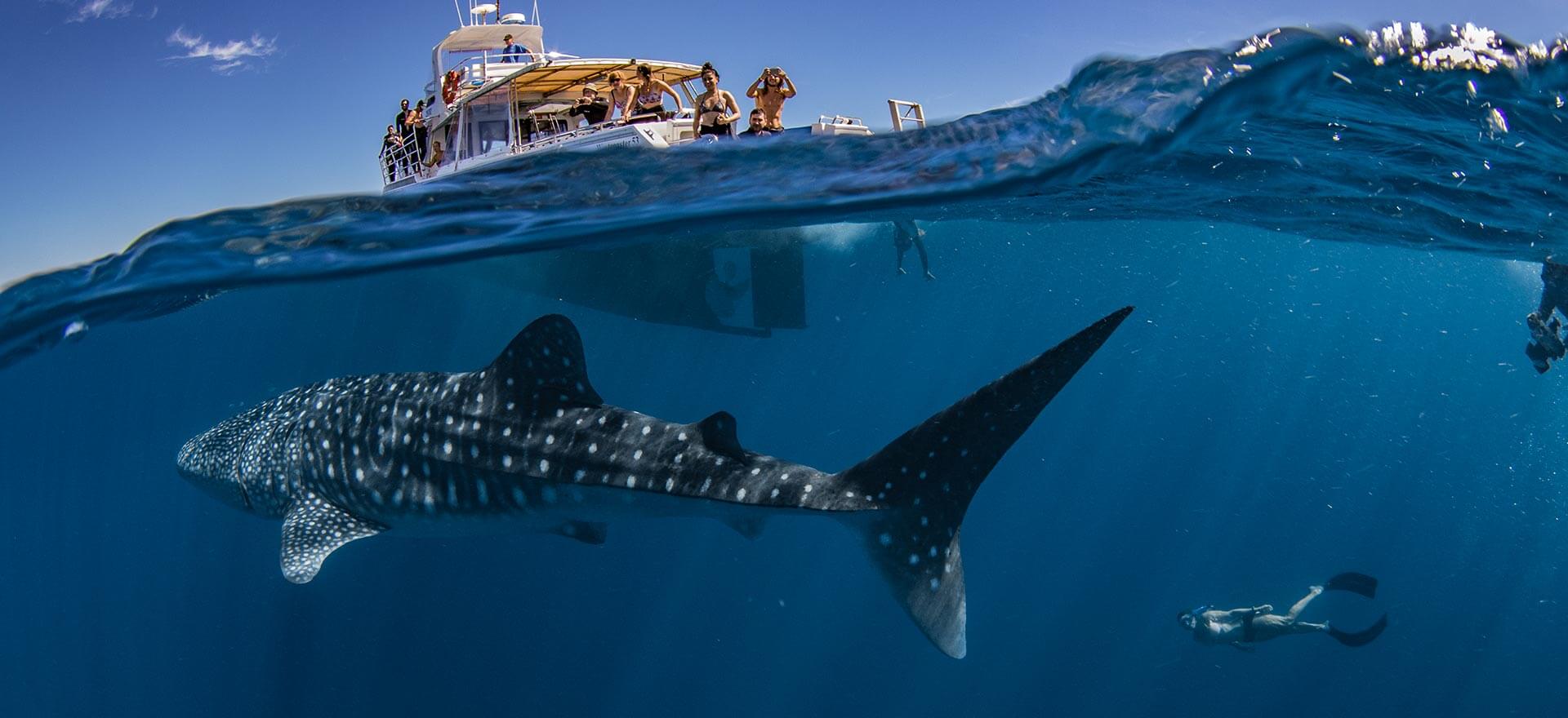 Guests on a boat diving around a whale shark