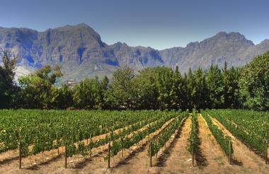 Cape Winelands