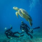 couple diving with a sea turtle in Mozambique