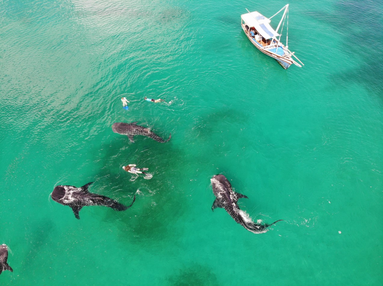 An aerial view of guests snorkeling with whale sharks in Mozambique