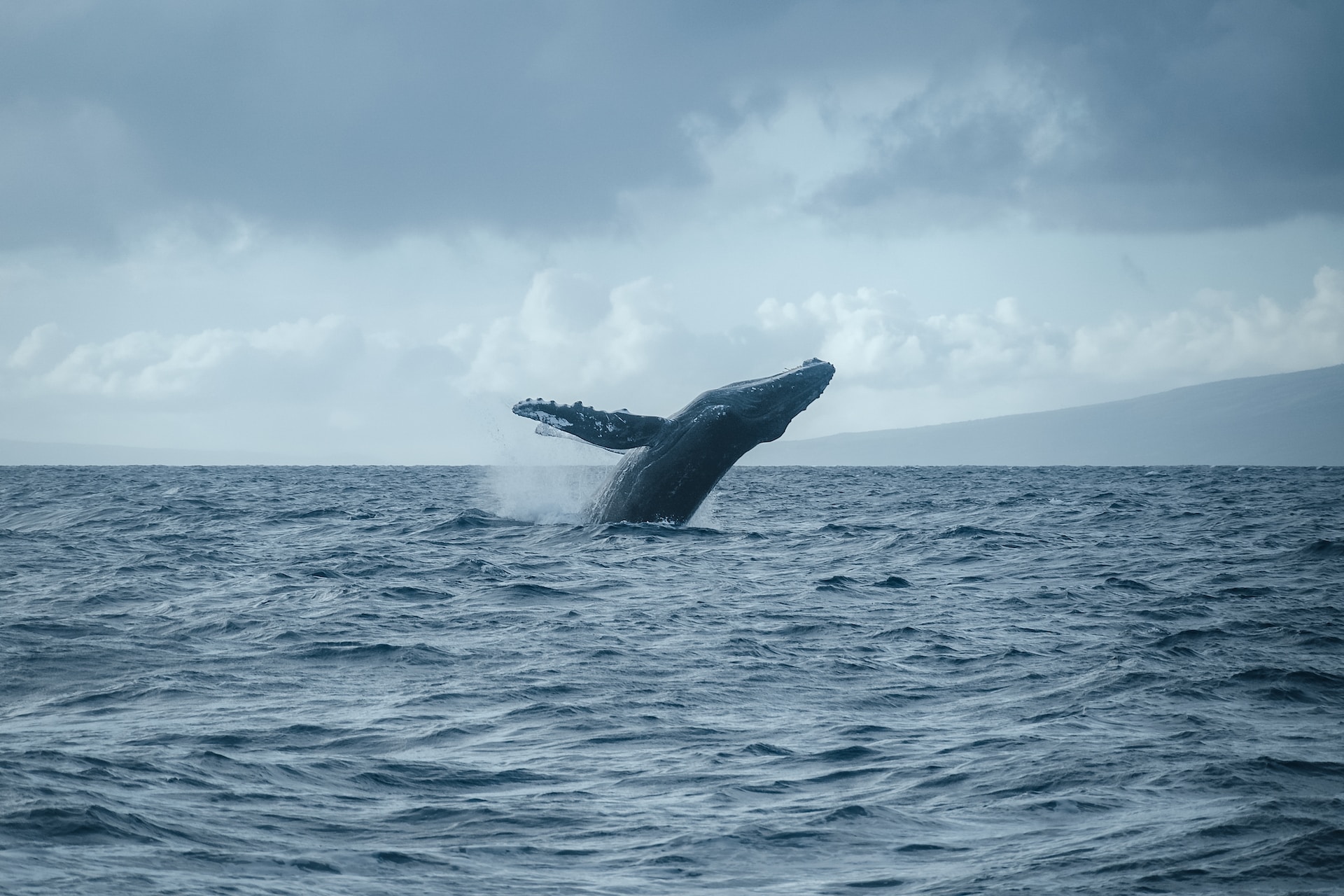 whale breaching out the ocean