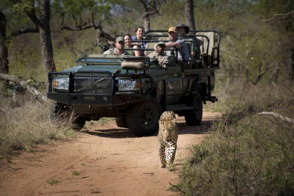 safari sighting of leopard in south africa