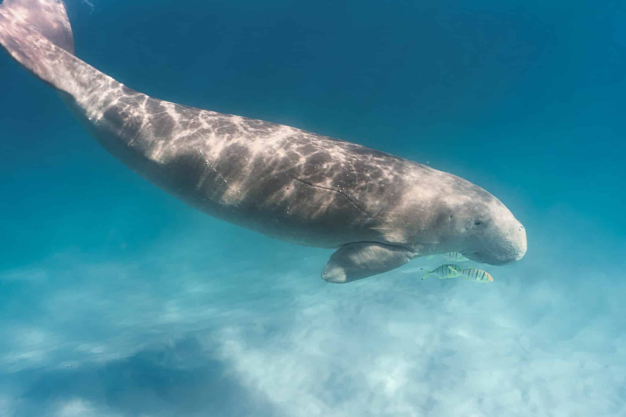 A dugong in the Bazaruto Archipelago of Mozambique