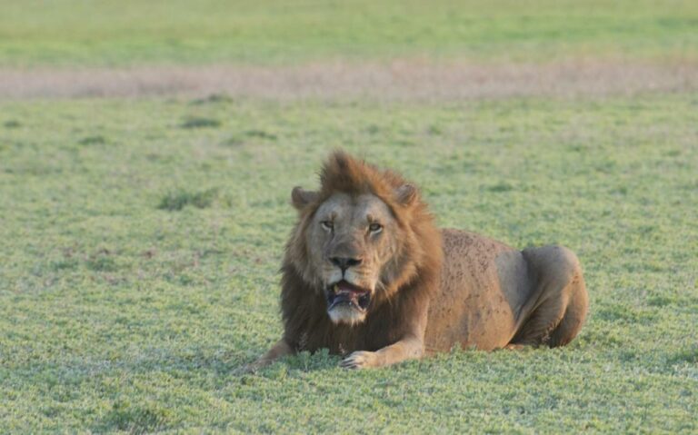 Lion sitting on the grass in Mozambique