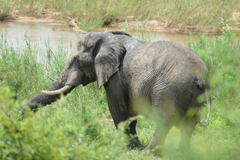 baby elephant walking in the tall grass