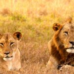 A lion and lioness sitting in the grass and relaxing at Gorongosa National Park