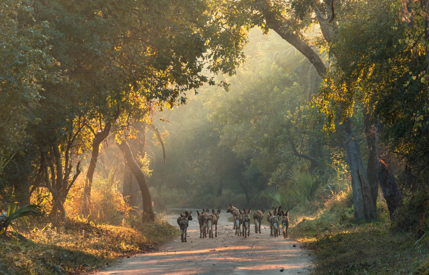 Pack of wild dogs walking down a path in Gorongosa