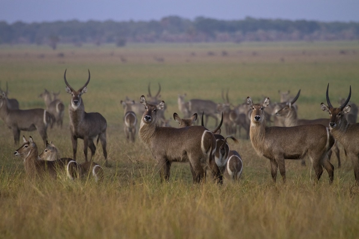 A herd of waterbuck in Gorongosa National Park