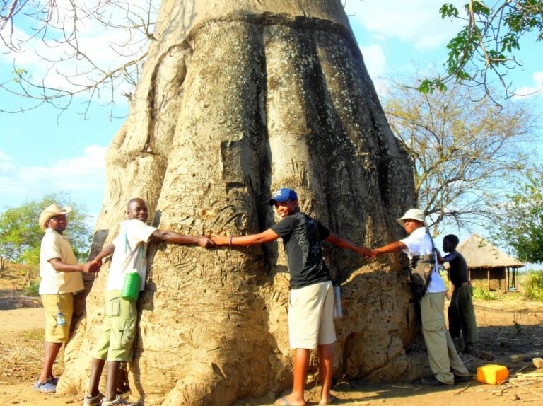 A giant baobab tree in Gorongosa with a group of people spreading their arms around it