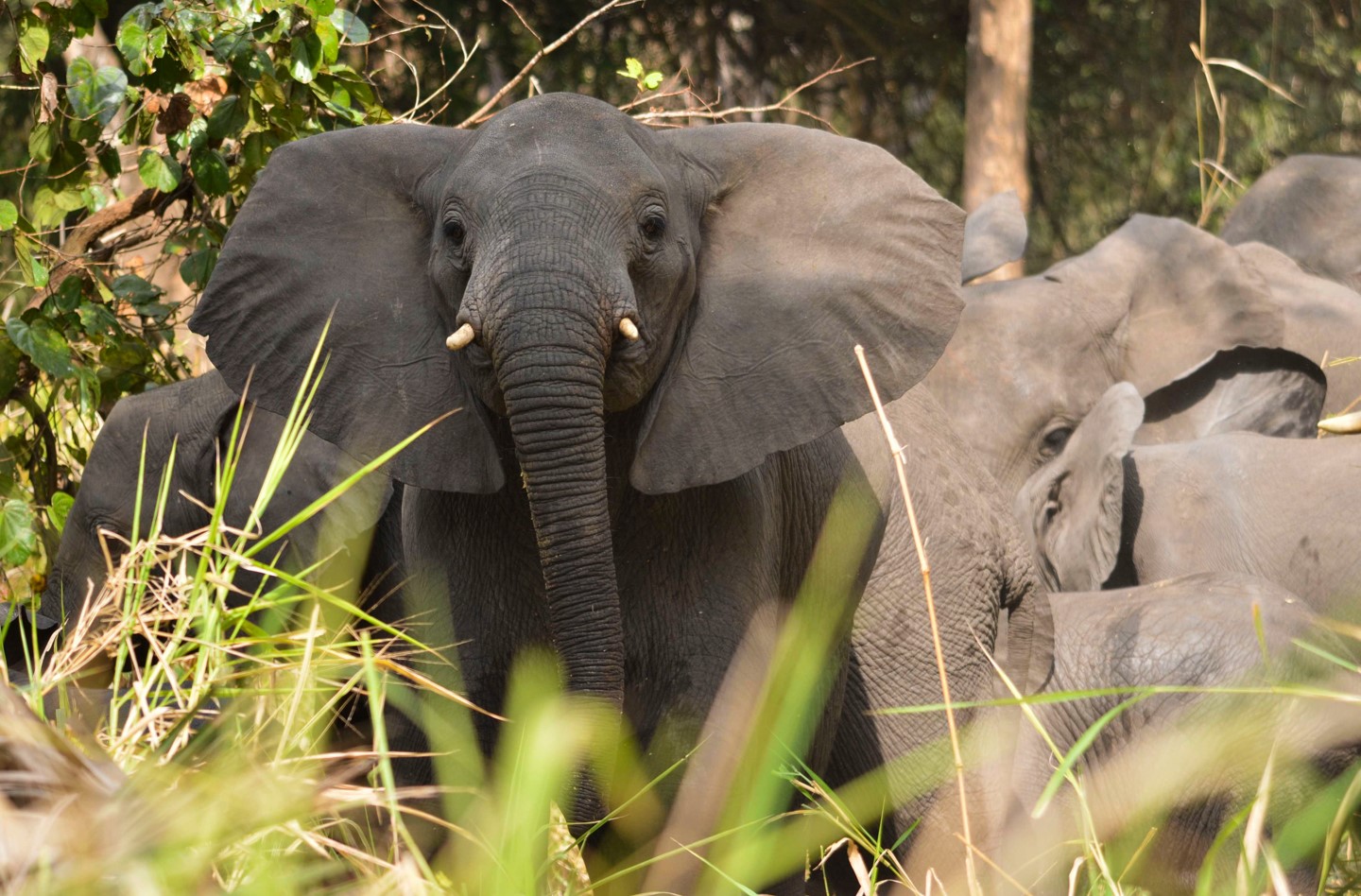A herd of elephants in Gorongosa National Park of Mozambique