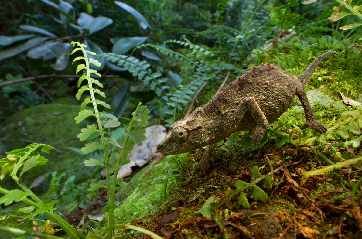 A chameleon in Gorongosa National Park