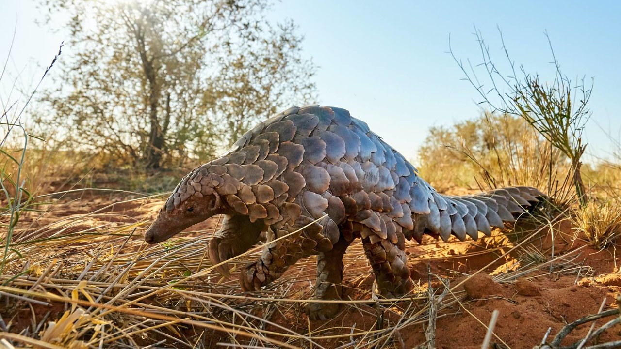 A wild pangolin walking through the bush
