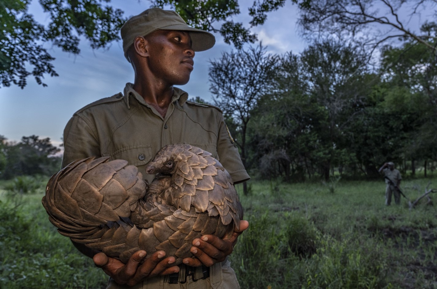 A Gorongosa ranger holding a pangolin in the park