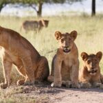 A pride of lions in Gorongosa National Park