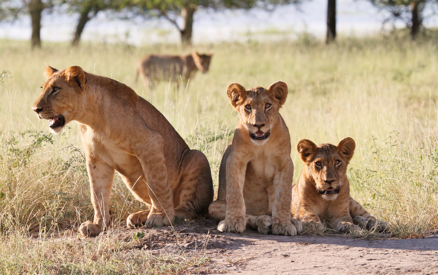 A pride of lions in Gorongosa National Park