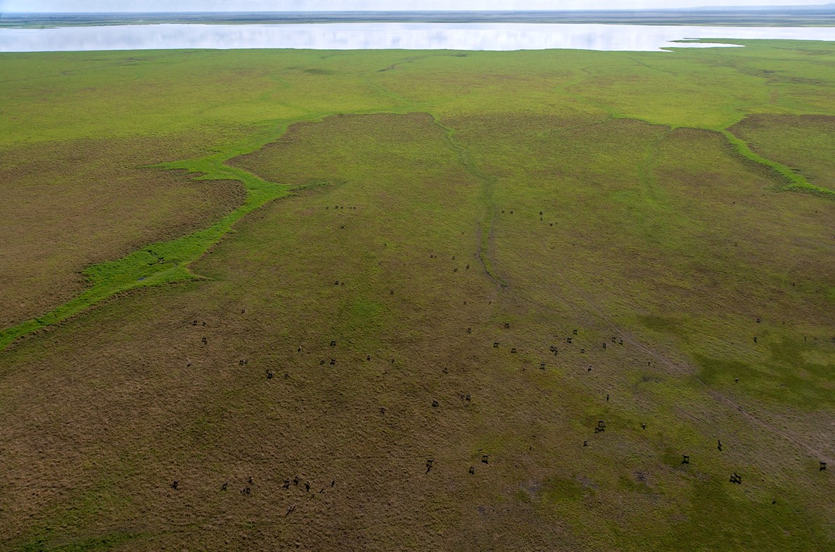 An aerial view of the open plains of Gorongosa with wildlife all over them