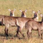 A herd of Waterbuck in Gorongosa National Park