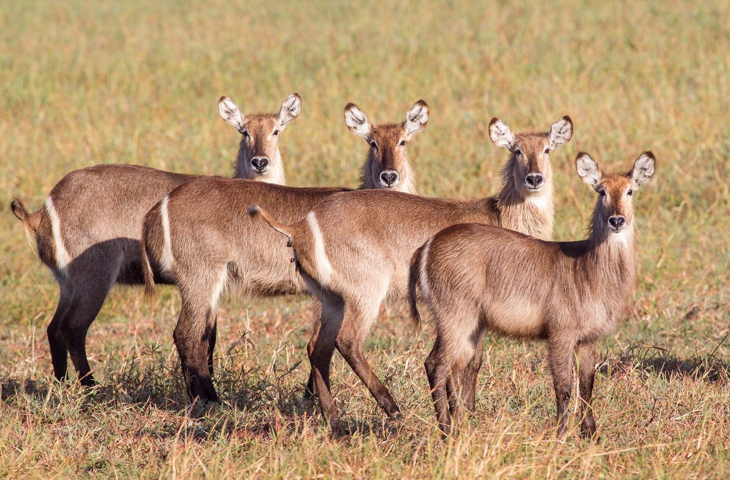 A herd of Waterbuck in Gorongosa National Park