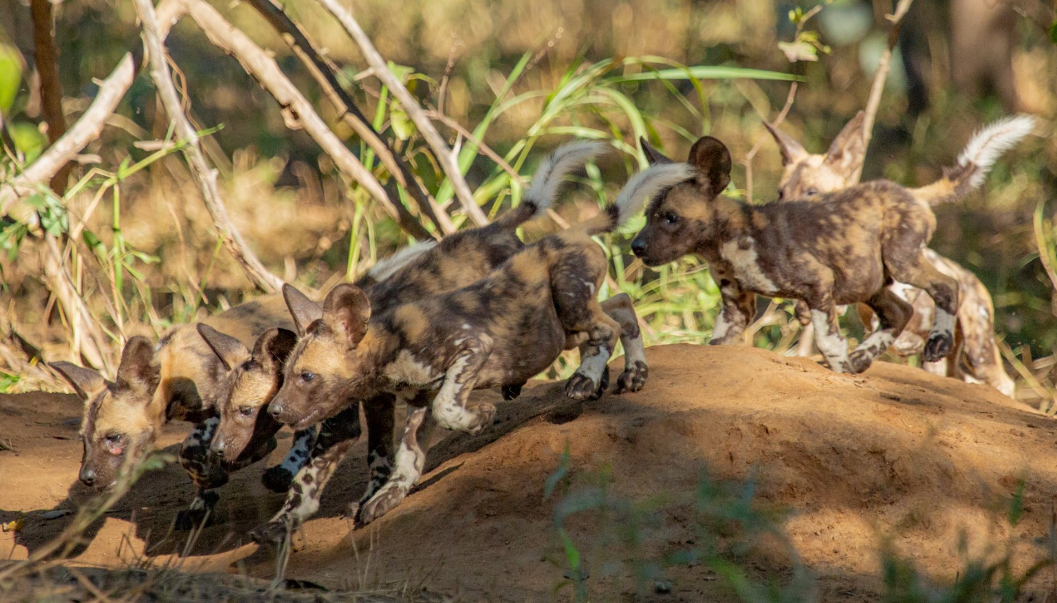 A row of african wild dog pups walking over a rock