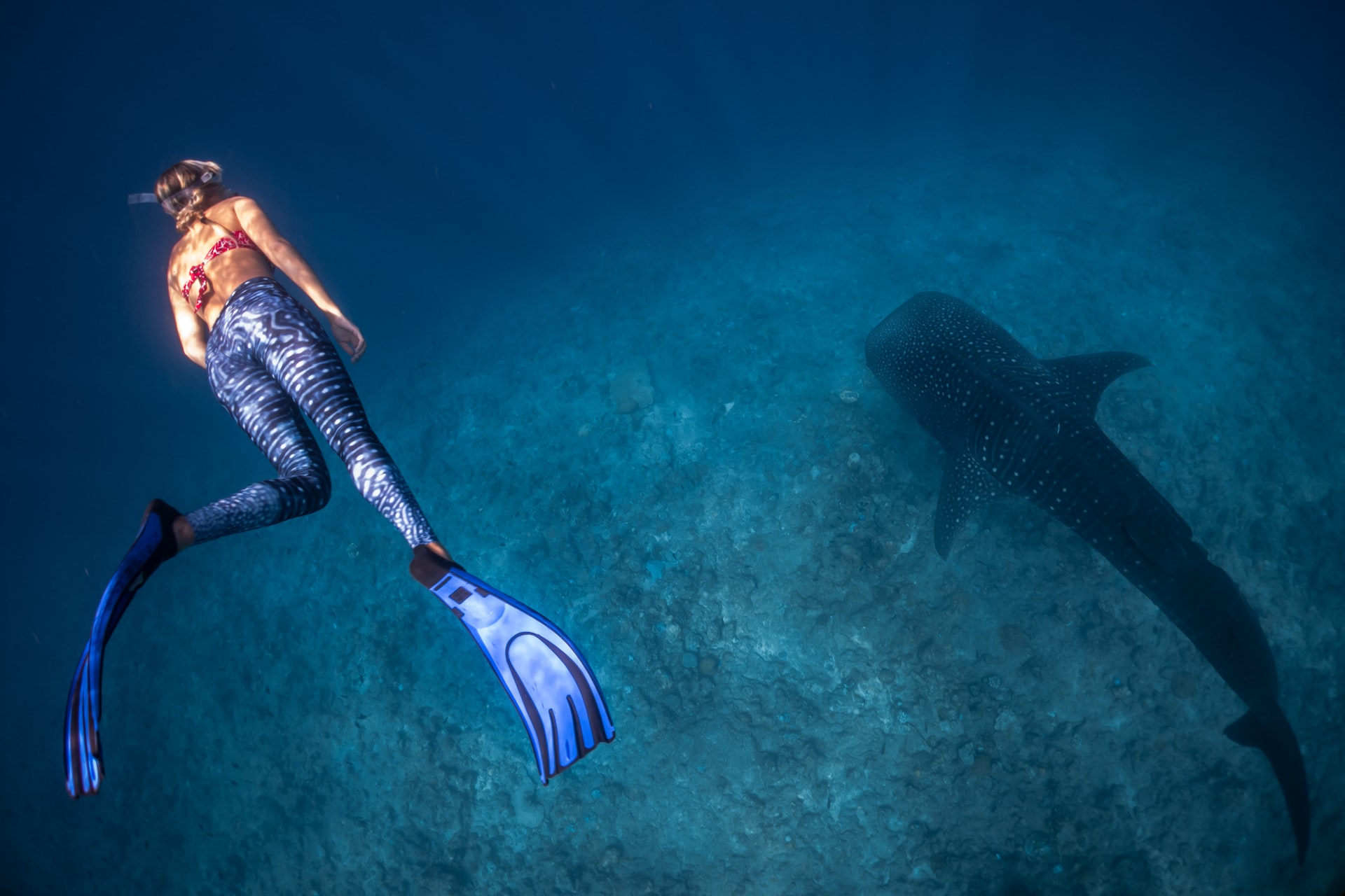 diving with whale sharks Inhaca in Mozambique