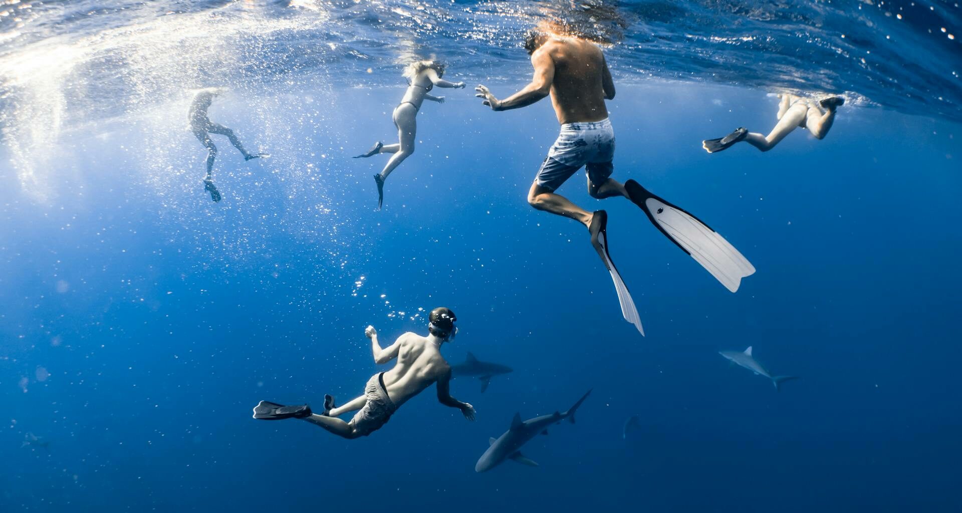 group of guests swimming with sharks