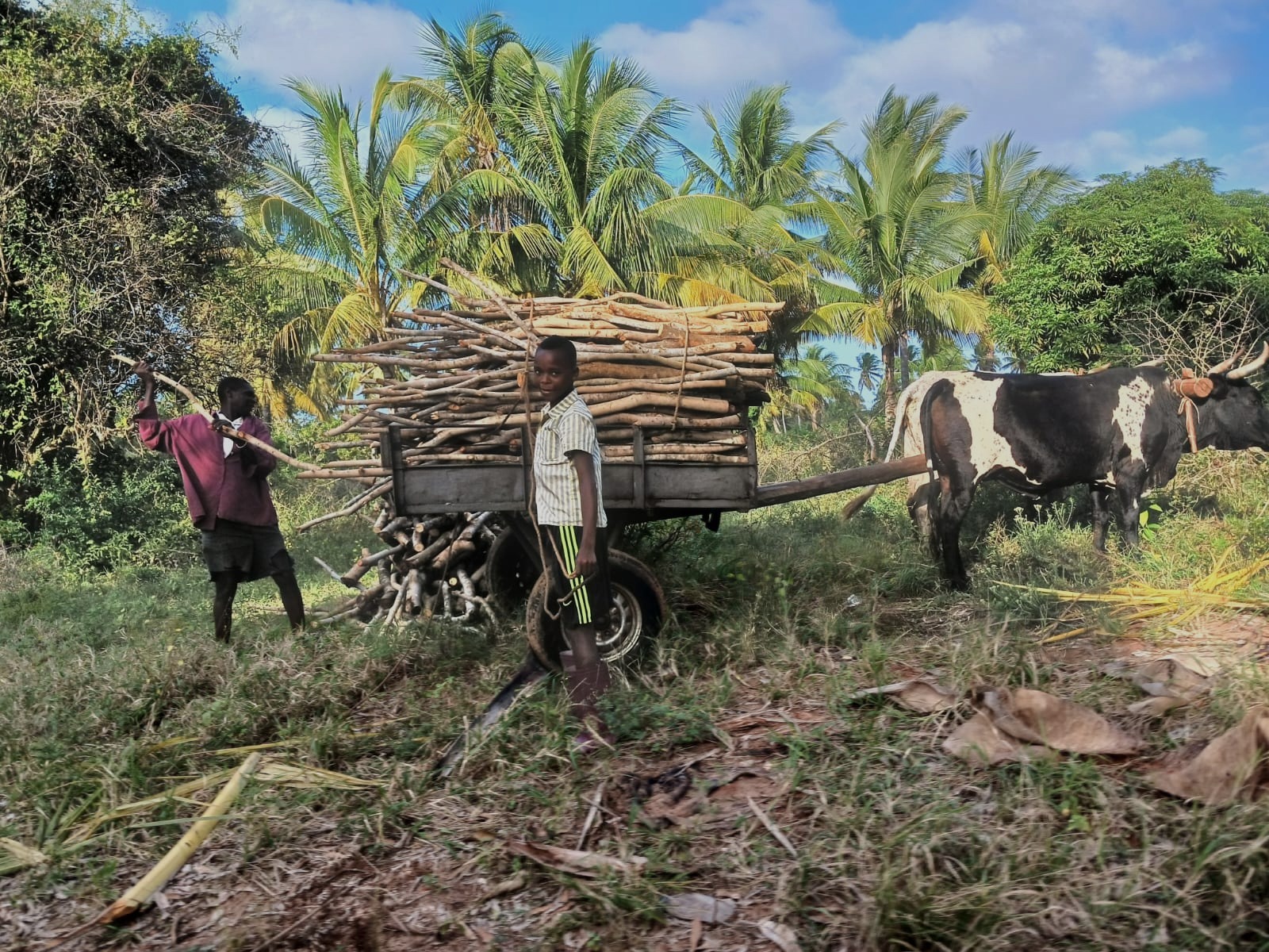 locals with their cattle in Mozambique