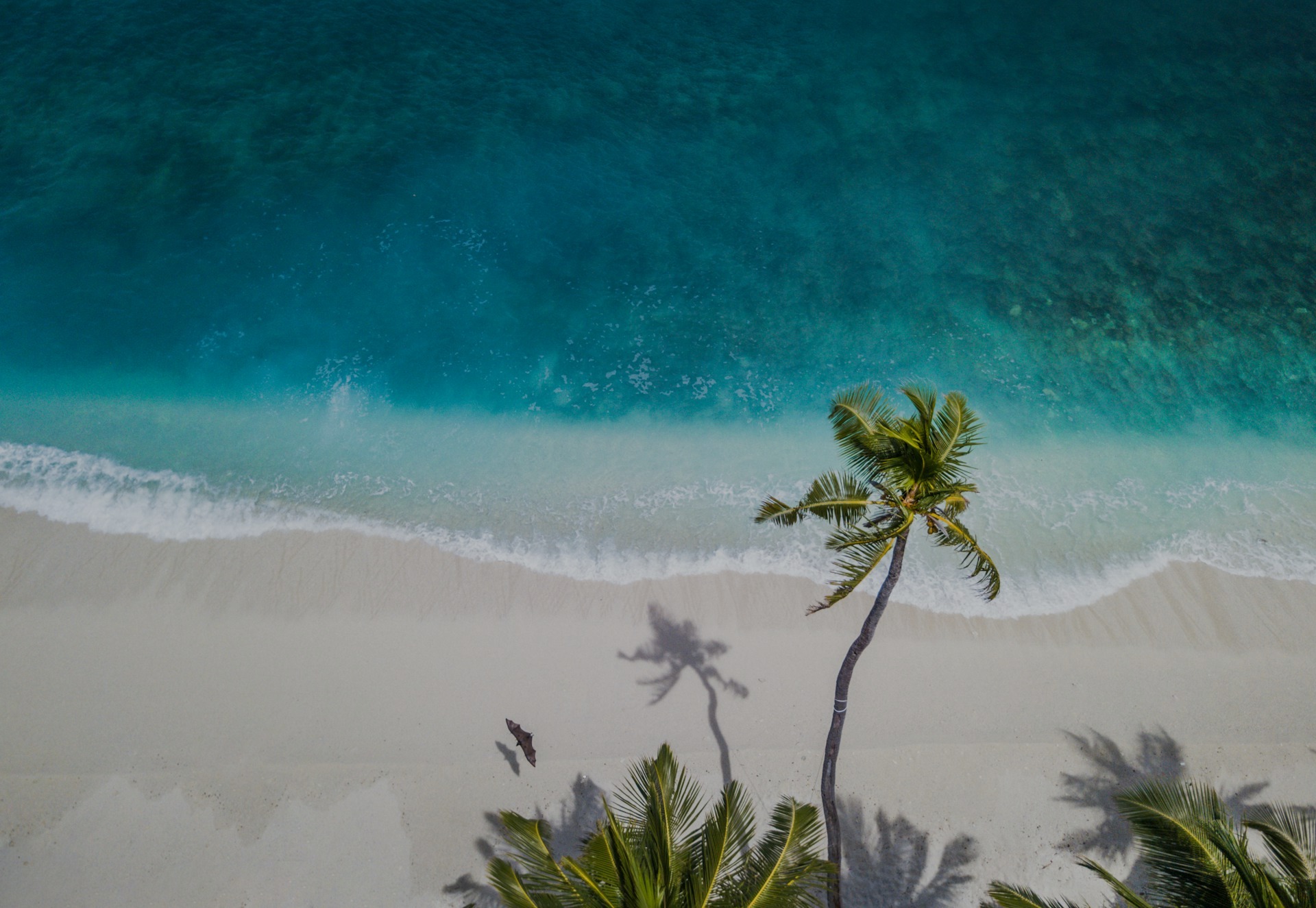 palm tree mozambique